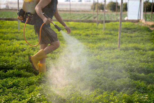 Best Wasp Removal Services  in North Kensington, MD
