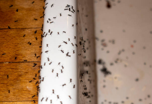 Best Pest Inspection Near Me  in North Kensington, MD